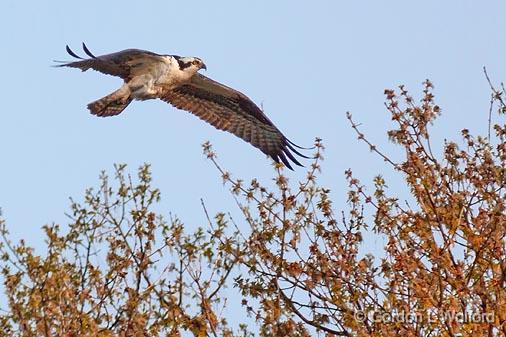 Osprey Over A Tree_26623.jpg - Osprey (Pandion haliaetus) photographed at Smiths Falls, Ontario, Canada.